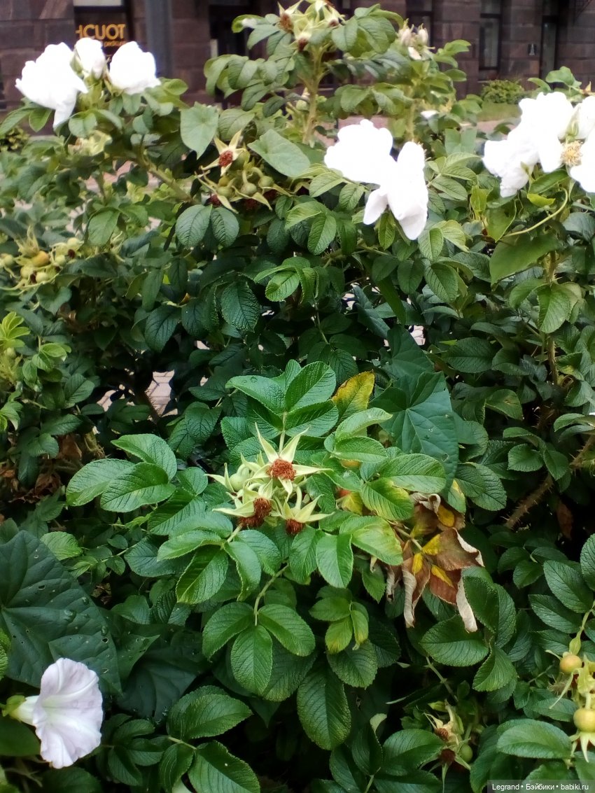 Петербург. Жу-Жу и Мармарис в Парадном квартале. Часть вторая (фото 8)