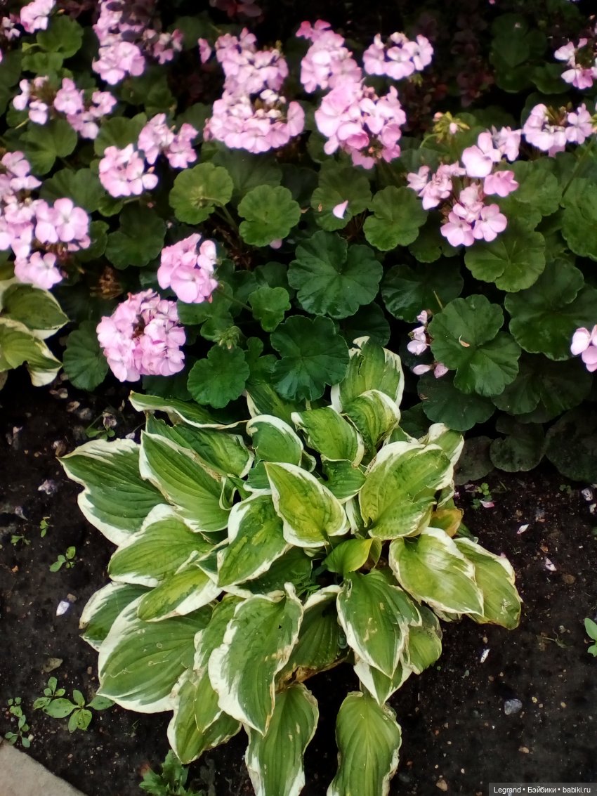 Петербург. Жу-Жу и Мармарис в Парадном квартале. Часть первая