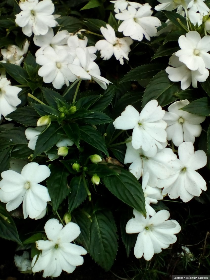 Петербург. Набережная канала Грибоедова. Михайловский сад. Одд-Бьёрн и Орей