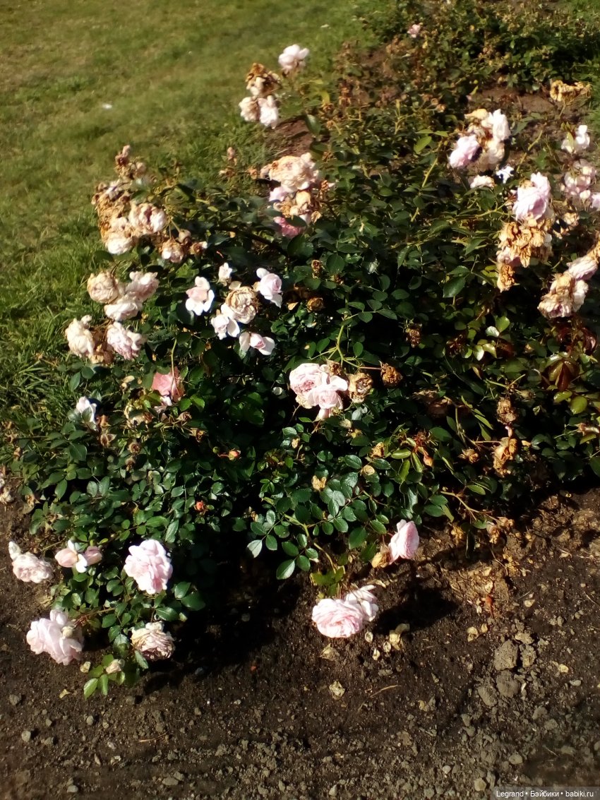 Петербург. Набережная канала Грибоедова. Михайловский сад. Одд-Бьёрн и Орей