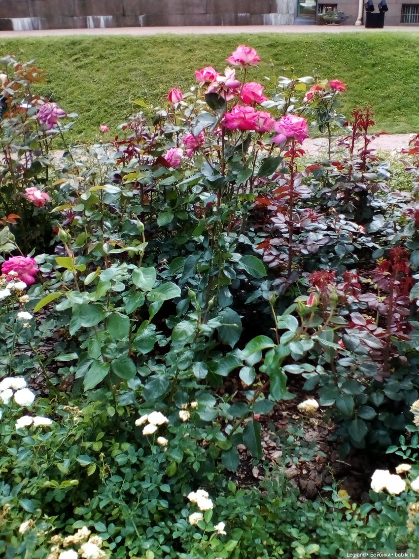 Петербург. Набережная канала Грибоедова. Михайловский сад. Одд-Бьёрн и Орей