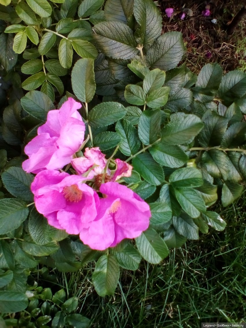 Петербург. Парадный квартал. Астрид и Отто. Часть первая