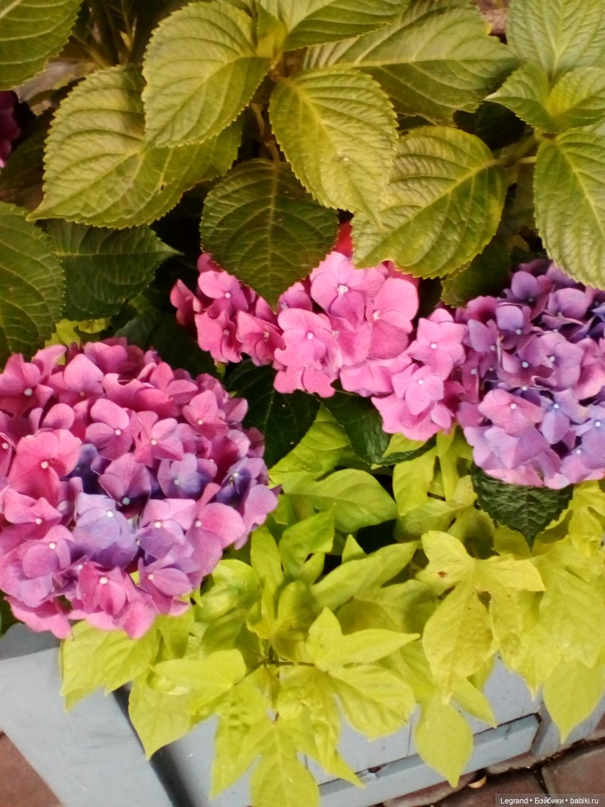 Петербург. Парадный квартал. Астрид и Отто. Часть вторая