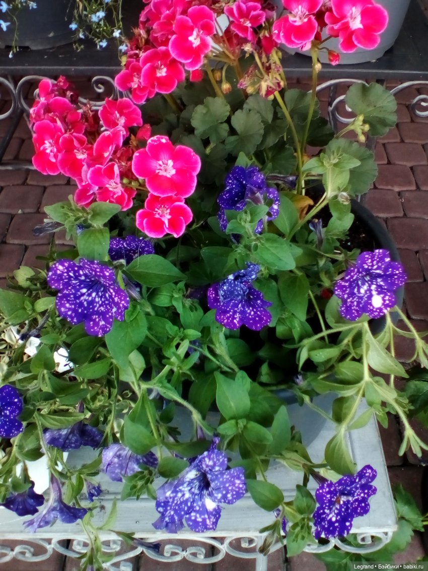 Петербург. Парадный квартал. Астрид и Отто. Часть вторая