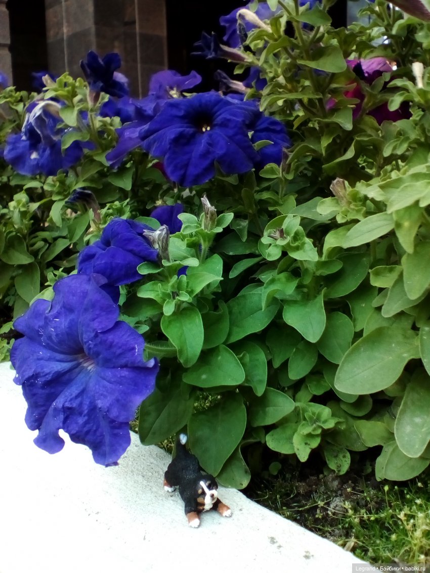 Петербург. Камиль и Джесур в Парадном квартале