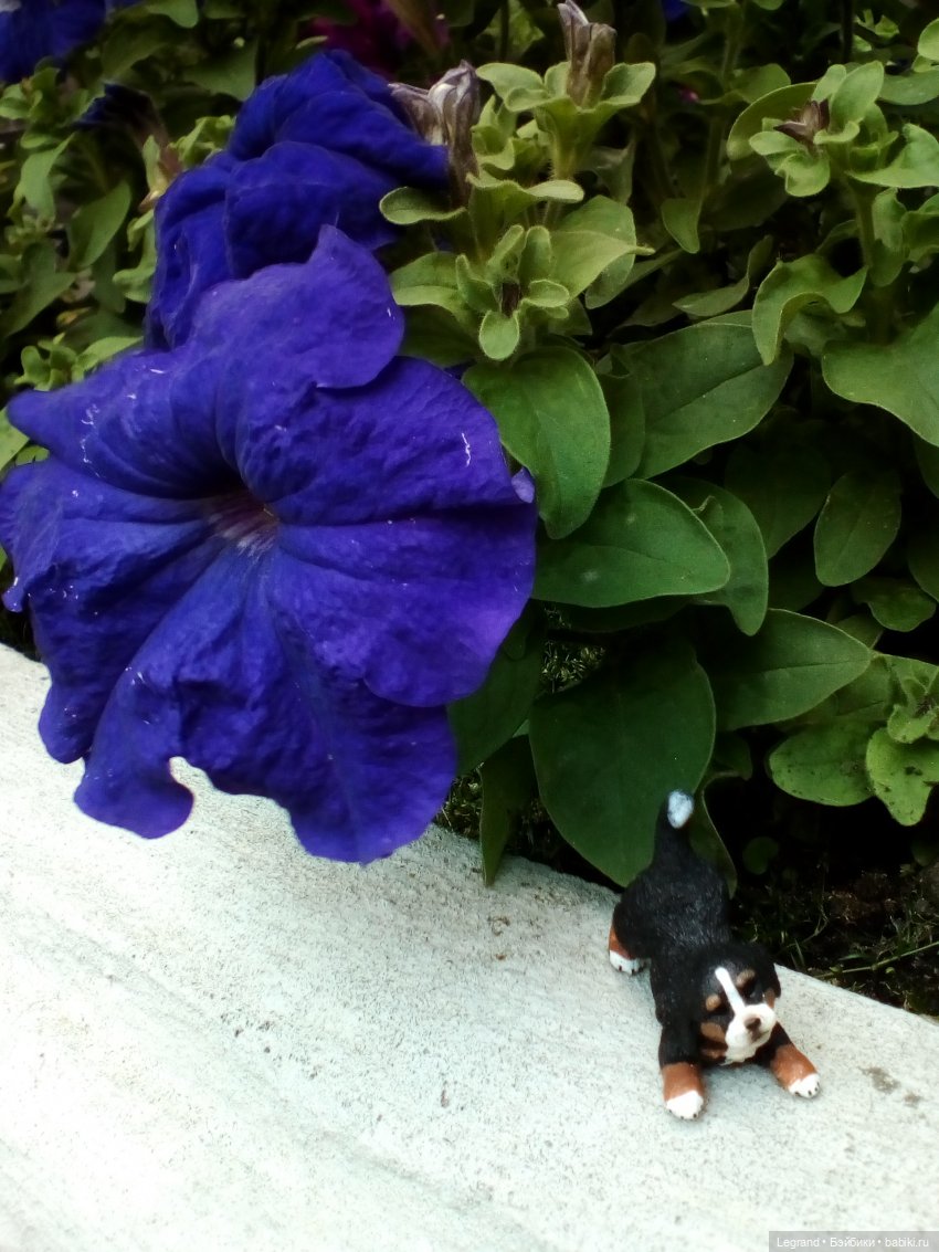 Петербург. Камиль и Джесур в Парадном квартале