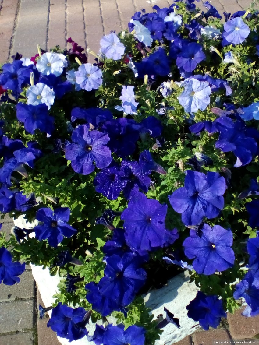 Петербург. Камиль и Джесур в Парадном квартале