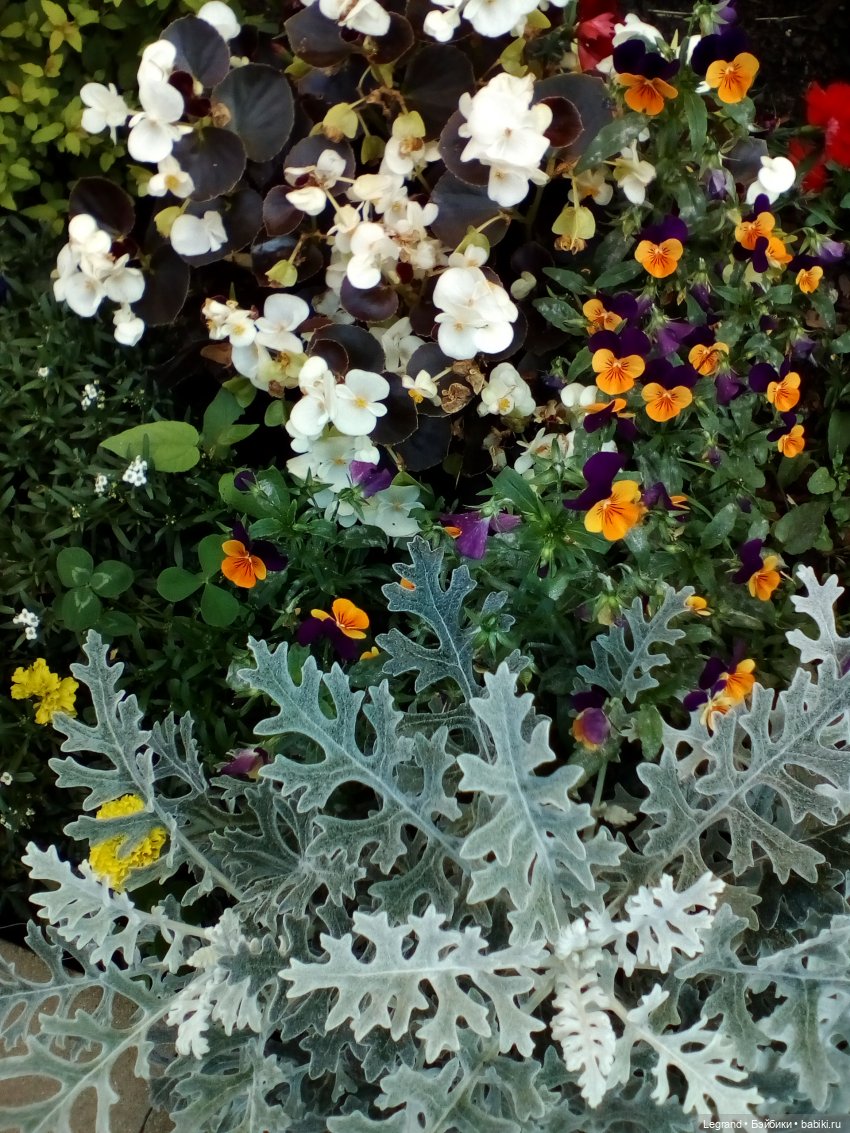 Петербург. Камиль и Джесур в Парадном квартале