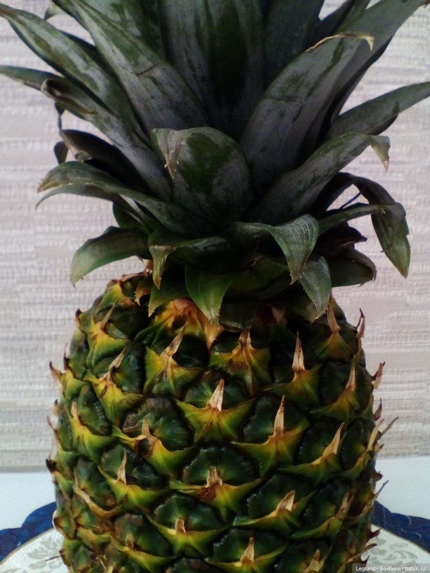 Мишки и ананас. Часть первая (фото 2)