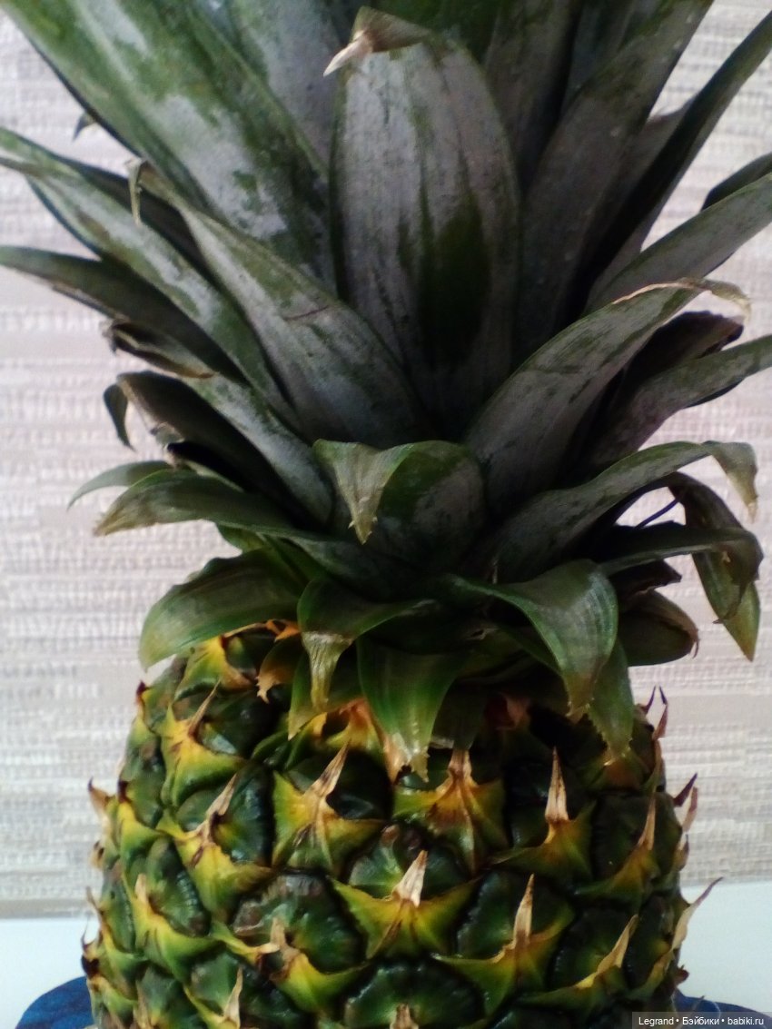 Мишки и ананас. Часть первая (фото 6)