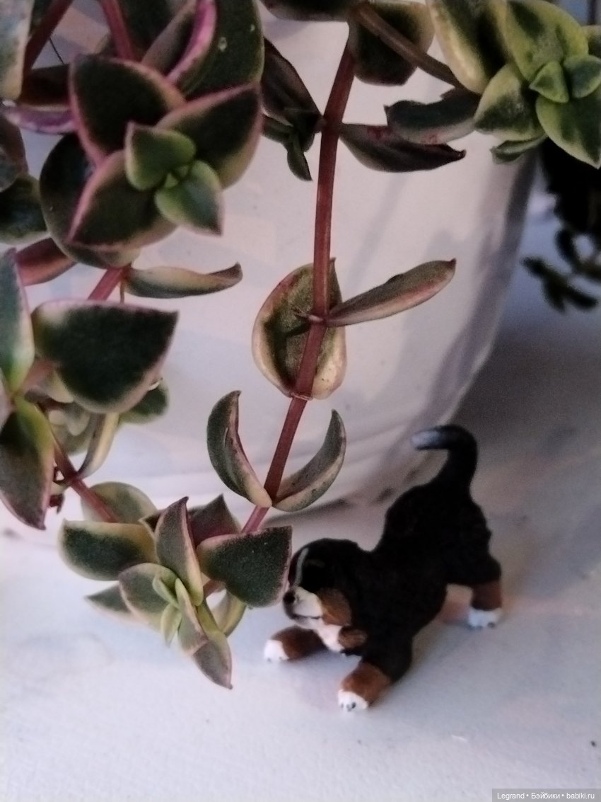 Петербург. Парадный квартал. Джесур и осень