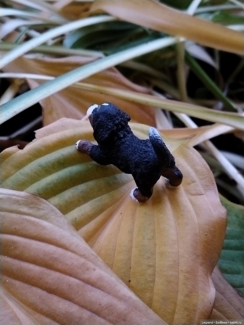 Петербург. Парадный квартал. Джесур и осень