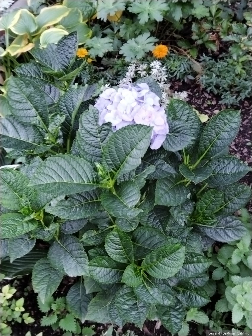 Петербург. Парадный квартал. Джесур и осень (фото 3)