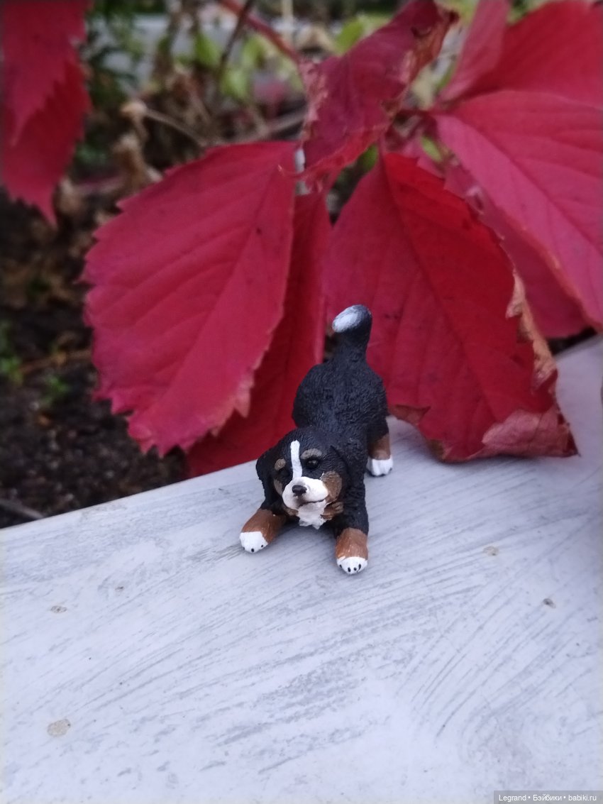 Петербург. Парадный квартал. Джесур и осень (фото 9)