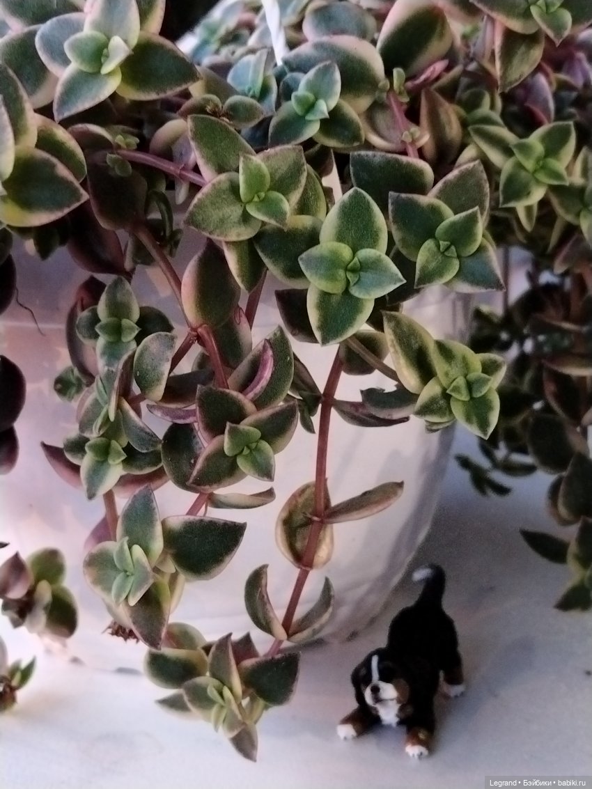 Петербург. Парадный квартал. Джесур и осень