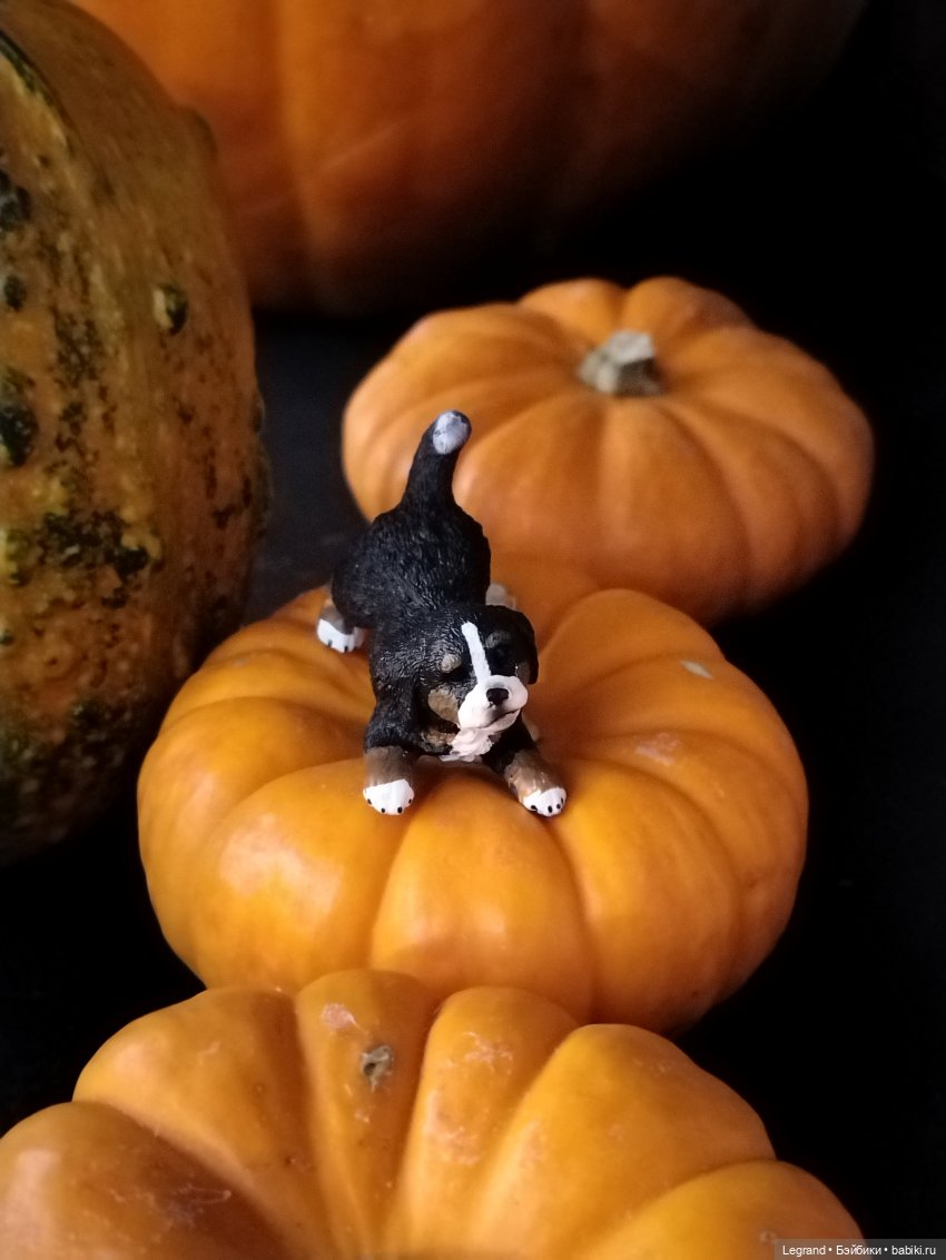 Петербург. Парадный квартал. Джесур и осень