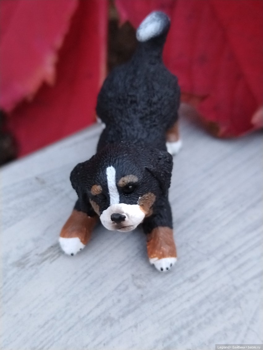 Петербург. Парадный квартал. Джесур и осень (фото 8)