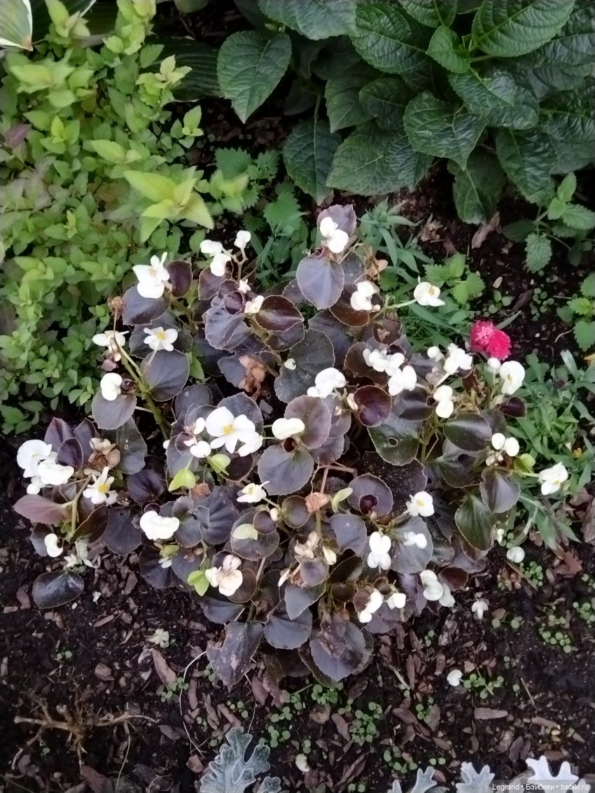 Петербург. Парадный квартал. Джесур и осень (фото 4)