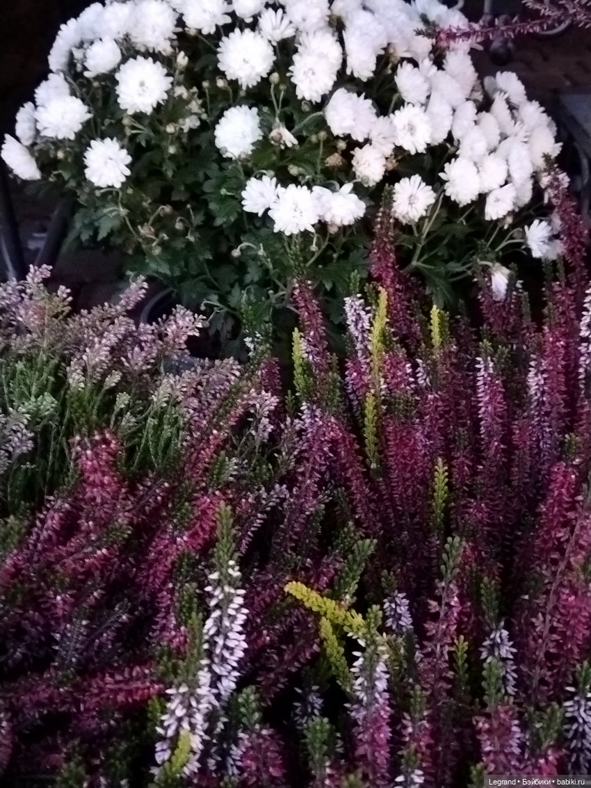 Петербург. Парадный квартал. Джесур и осень