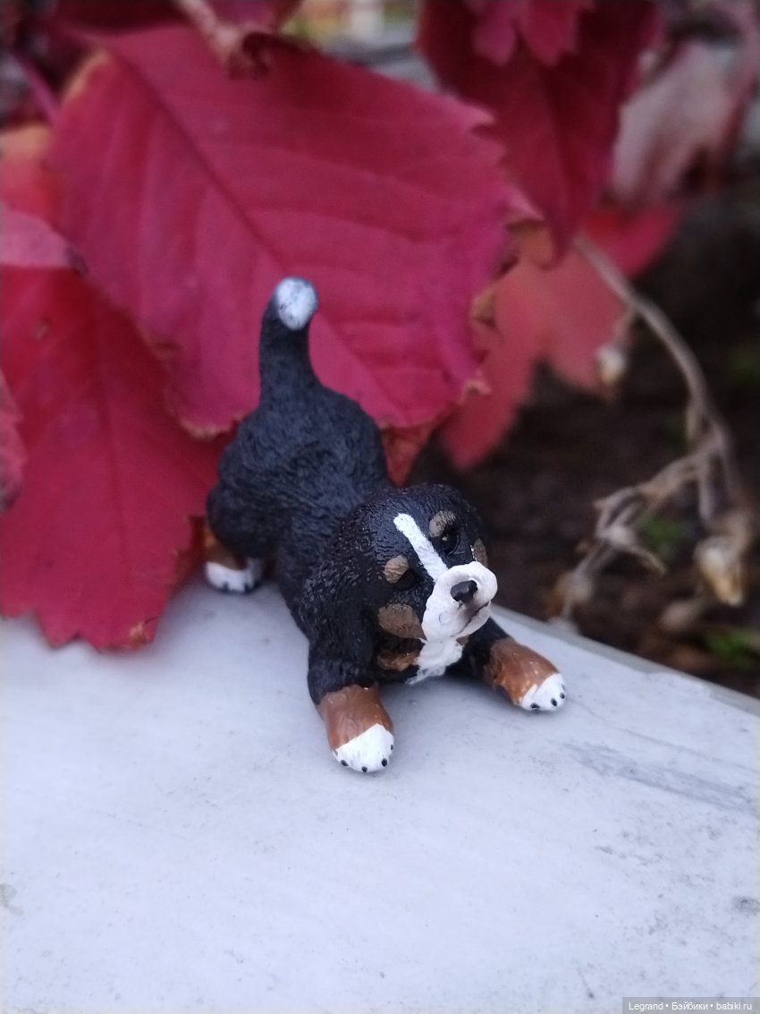 Петербург. Парадный квартал. Джесур и осень (фото 10)