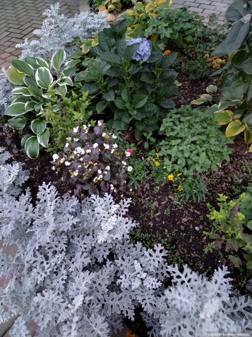 Петербург. Парадный квартал. Джесур и осень (фото 2)