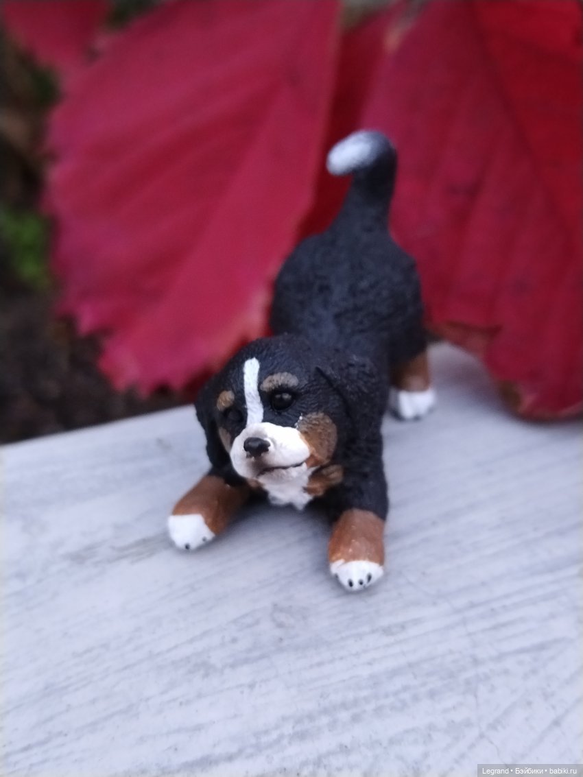 Петербург. Парадный квартал. Джесур и осень (фото 7)