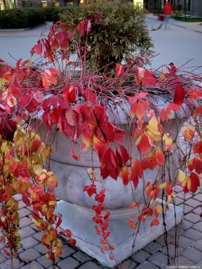 Петербург. Парадный квартал. Джесур и осень