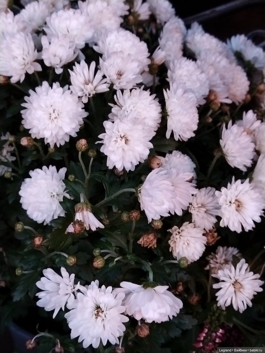 Петербург. Парадный квартал. Джесур и осень