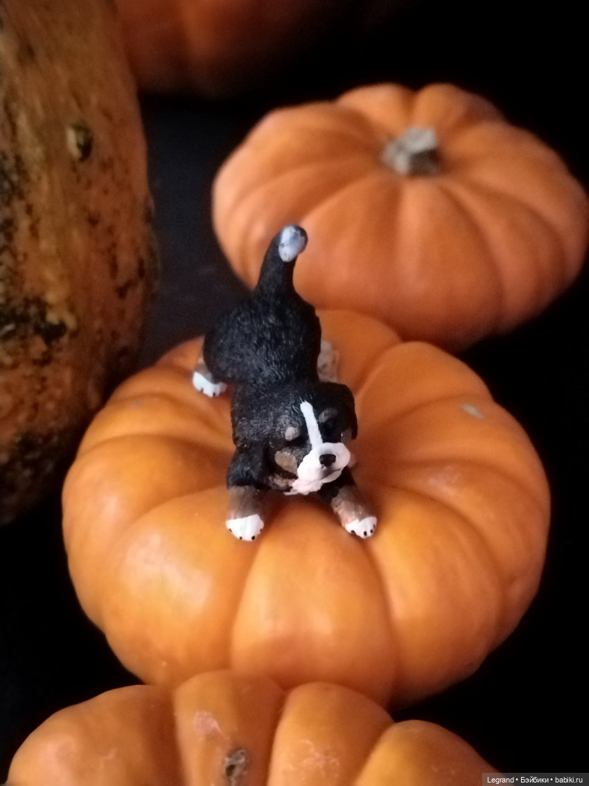 Петербург. Парадный квартал. Джесур и осень