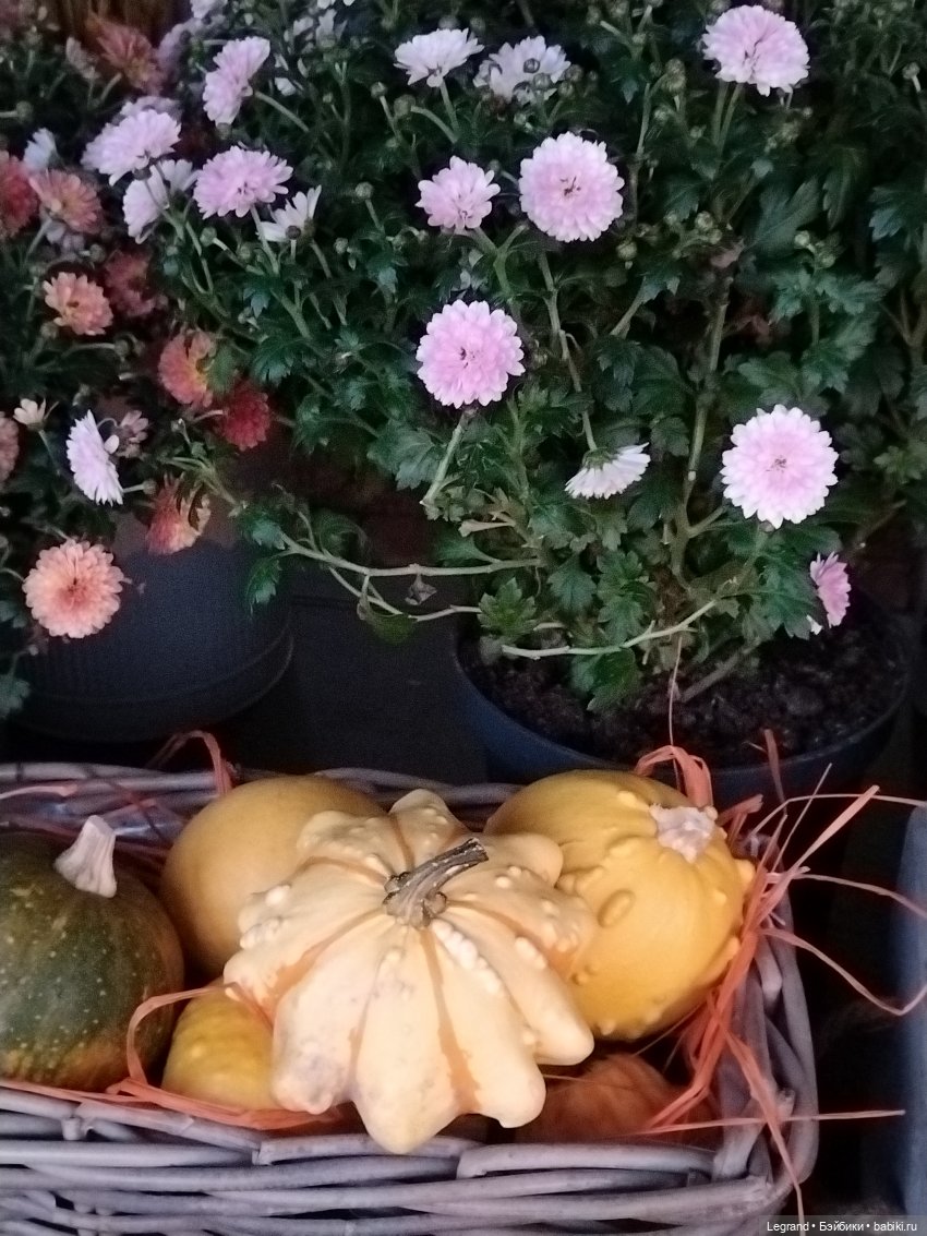 Петербург. Парадный квартал. Джесур и осень