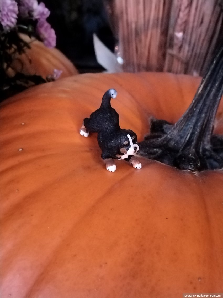 Петербург. Парадный квартал. Джесур и осень