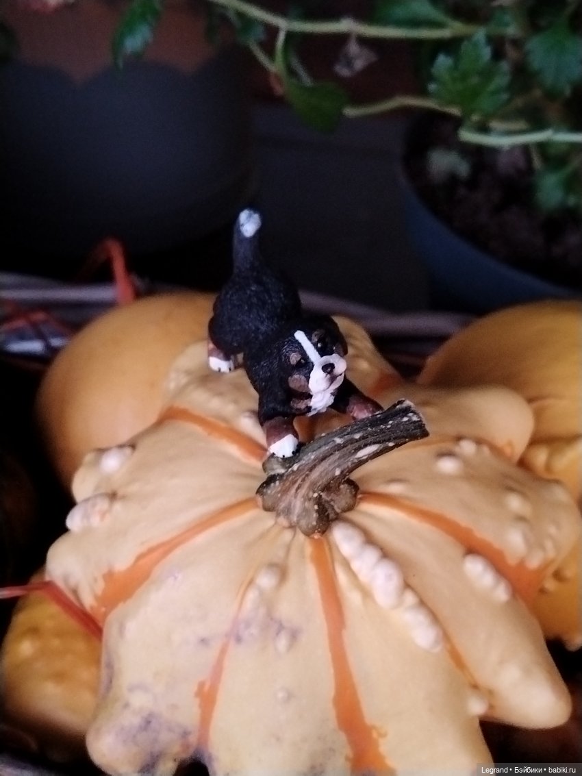 Петербург. Парадный квартал. Джесур и осень