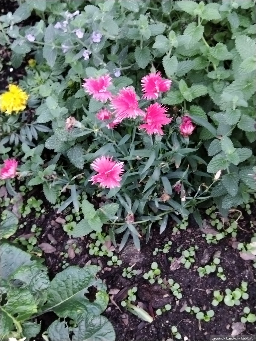 Петербург. Парадный квартал. Джесур и осень (фото 5)