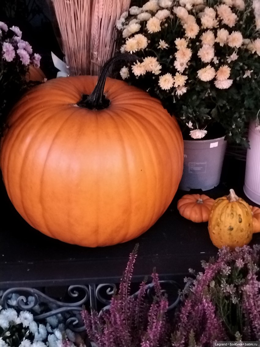 Петербург. Парадный квартал. Джесур и осень