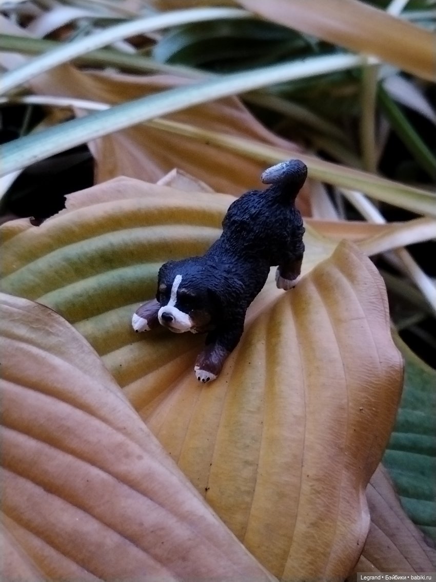 Петербург. Парадный квартал. Джесур и осень