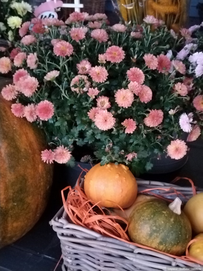 Петербург. Парадный квартал. Джесур и осень