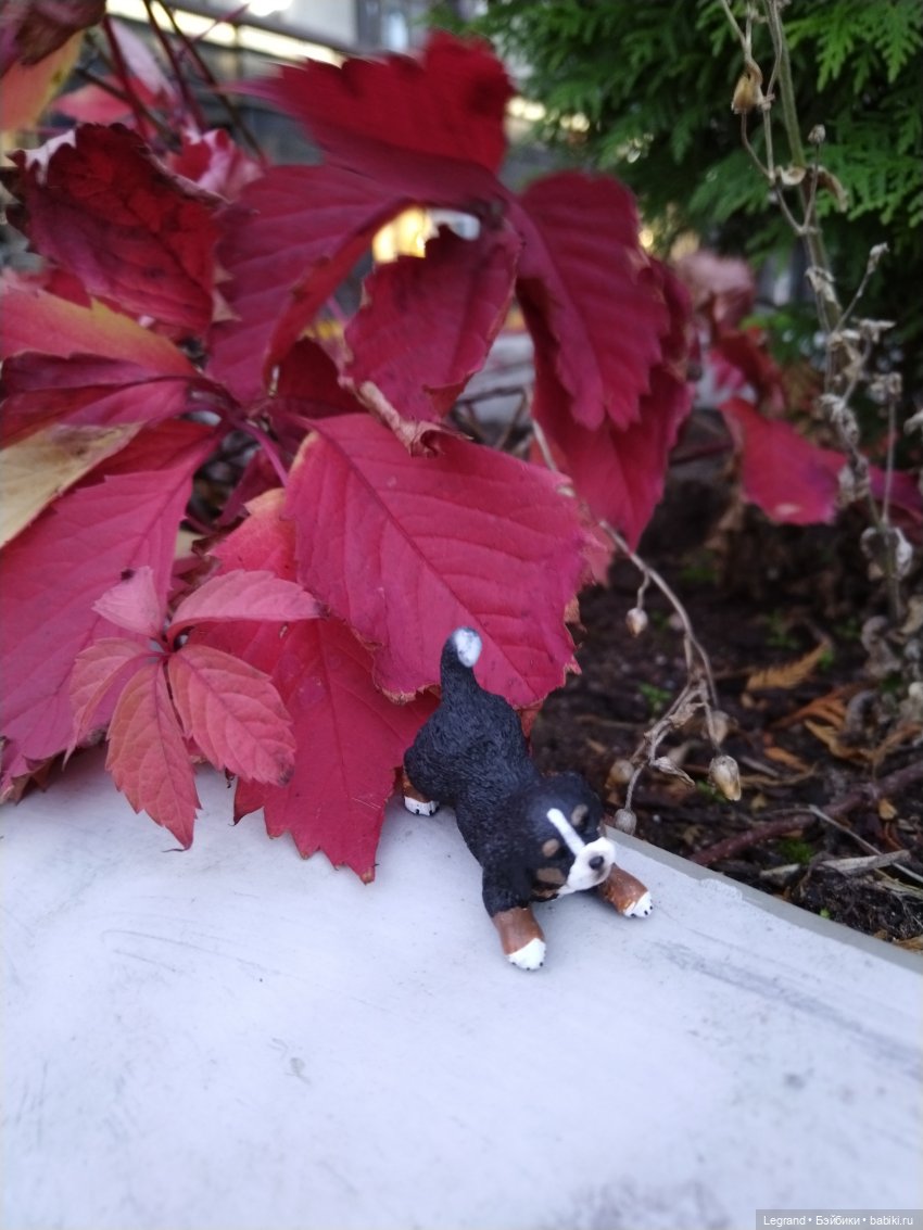 Петербург. Парадный квартал. Джесур и осень