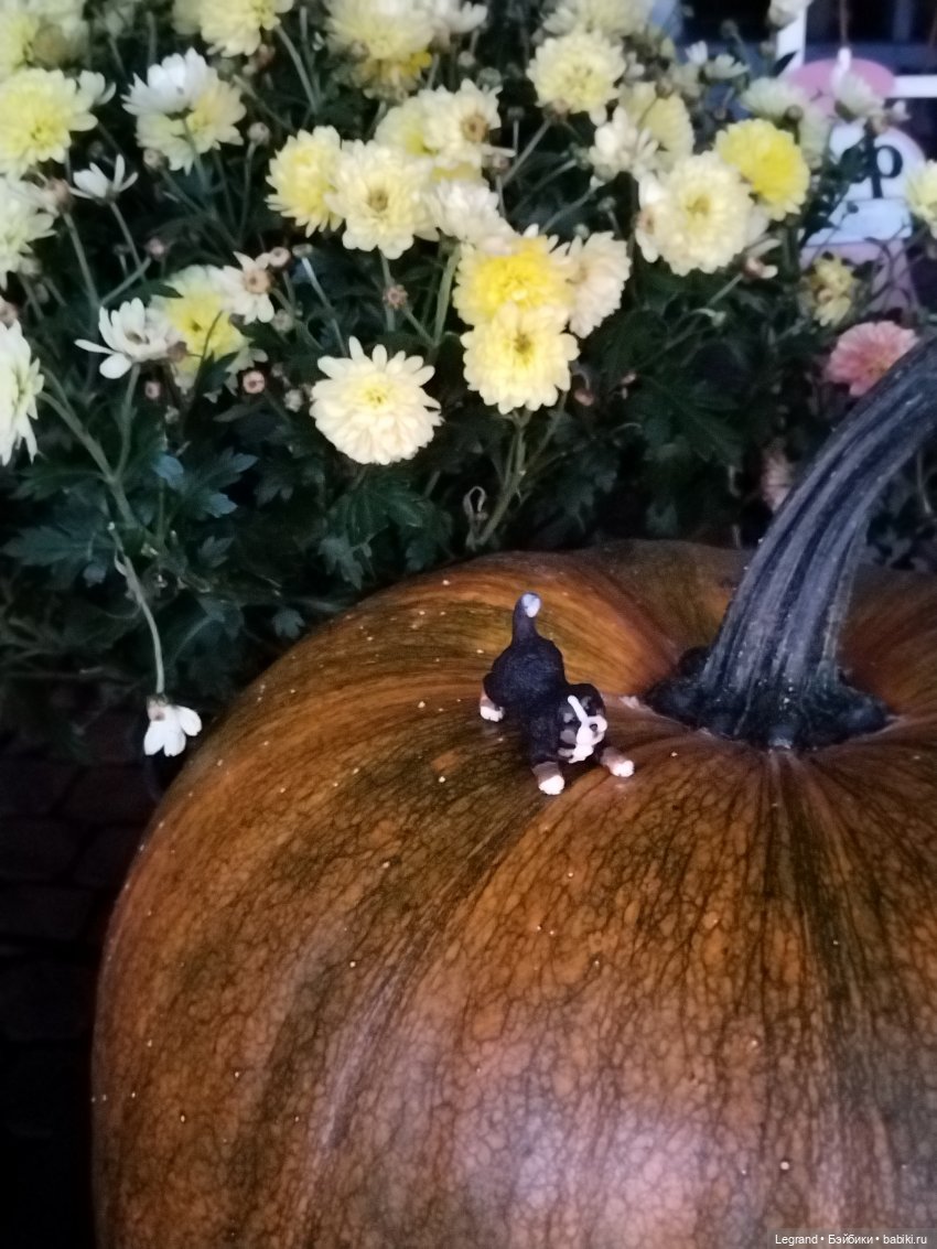 Петербург. Парадный квартал. Джесур и осень