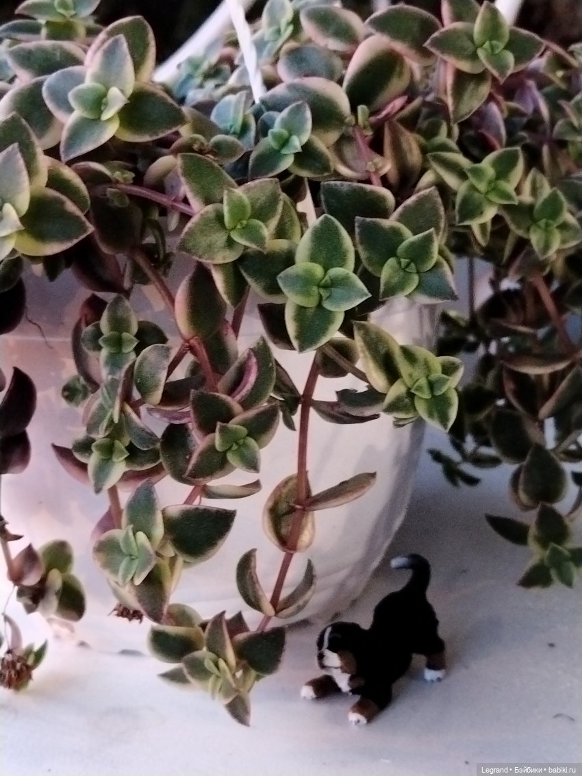 Петербург. Парадный квартал. Джесур и осень