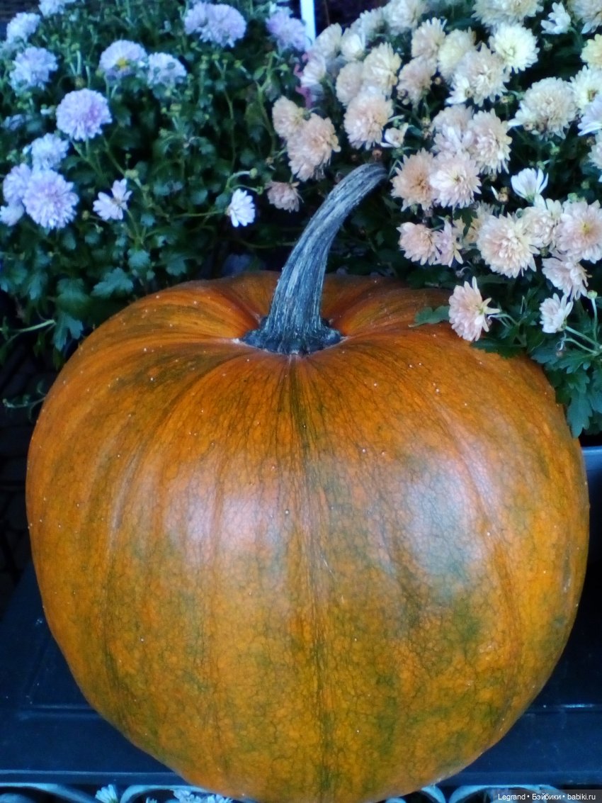 Осенний Петербург. Лукум и Милош в Парадном квартале