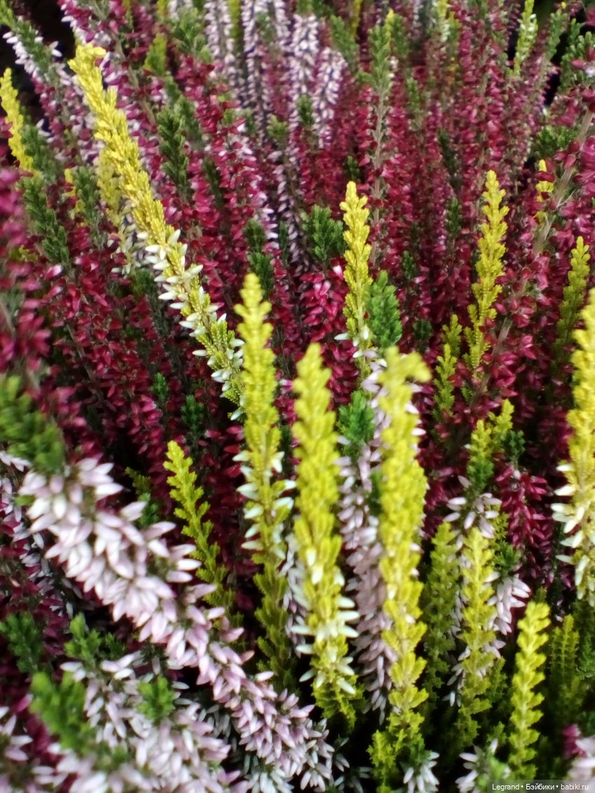 Осенний Петербург. Лукум и Милош в Парадном квартале