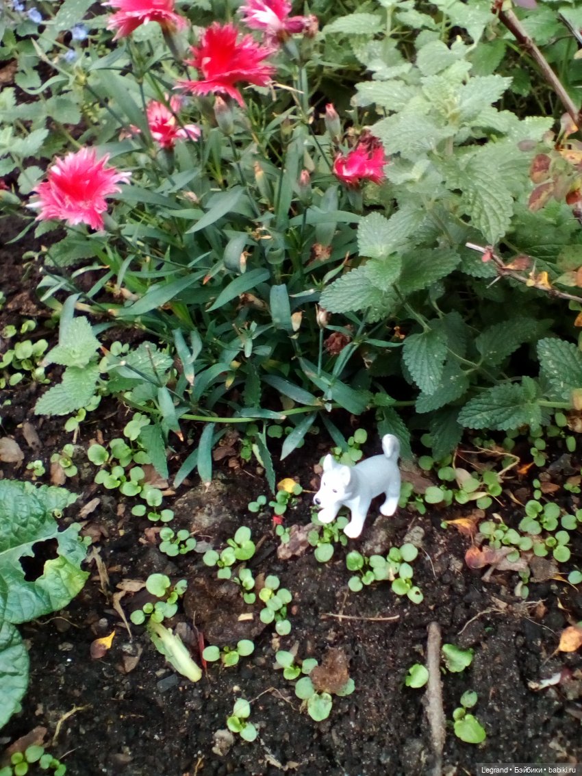 Осенний Петербург. Лукум и Милош в Парадном квартале (фото 2)