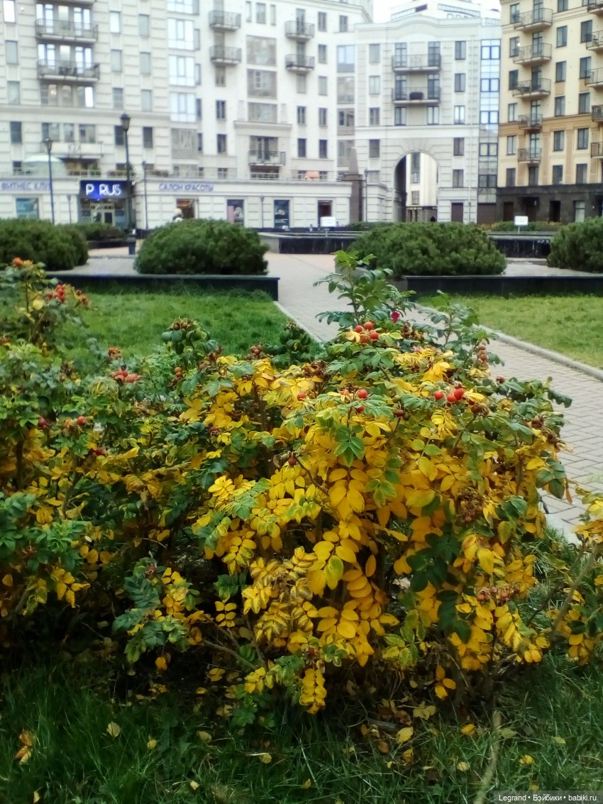 Осенний Петербург. Лукум и Милош в Парадном квартале (фото 3)