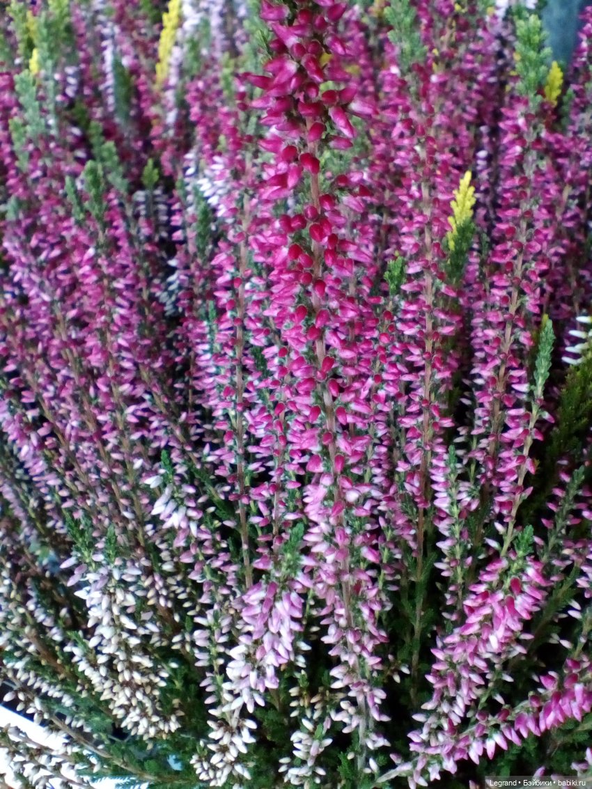 Осенний Петербург. Лукум и Милош в Парадном квартале