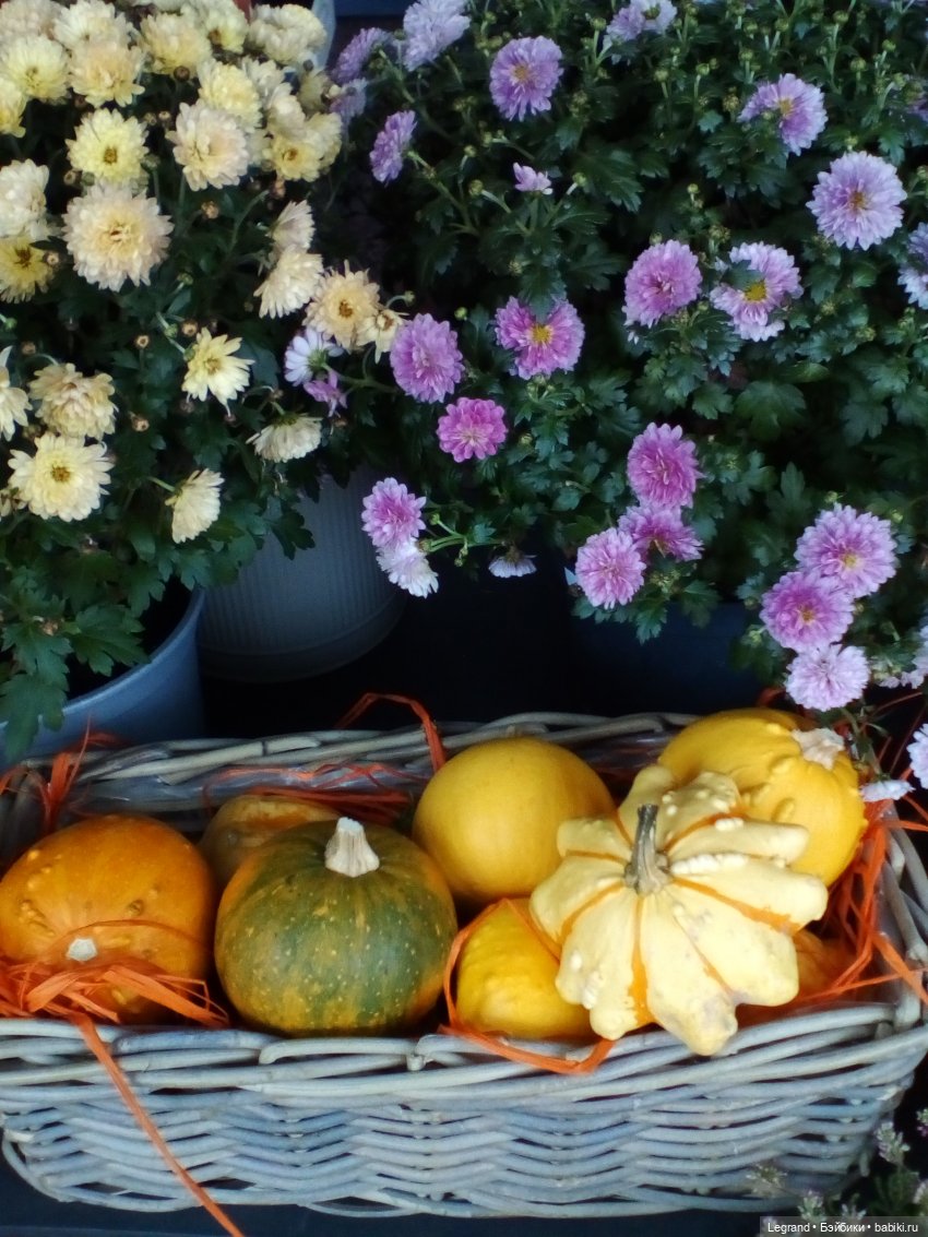 Осенний Петербург. Лукум и Милош в Парадном квартале