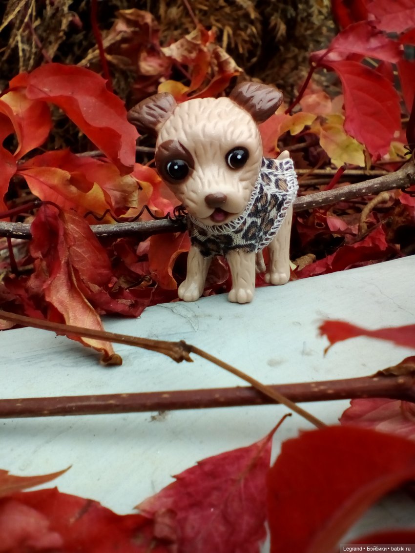 Осенний Петербург. Лукум и Милош в Парадном квартале (фото 8)