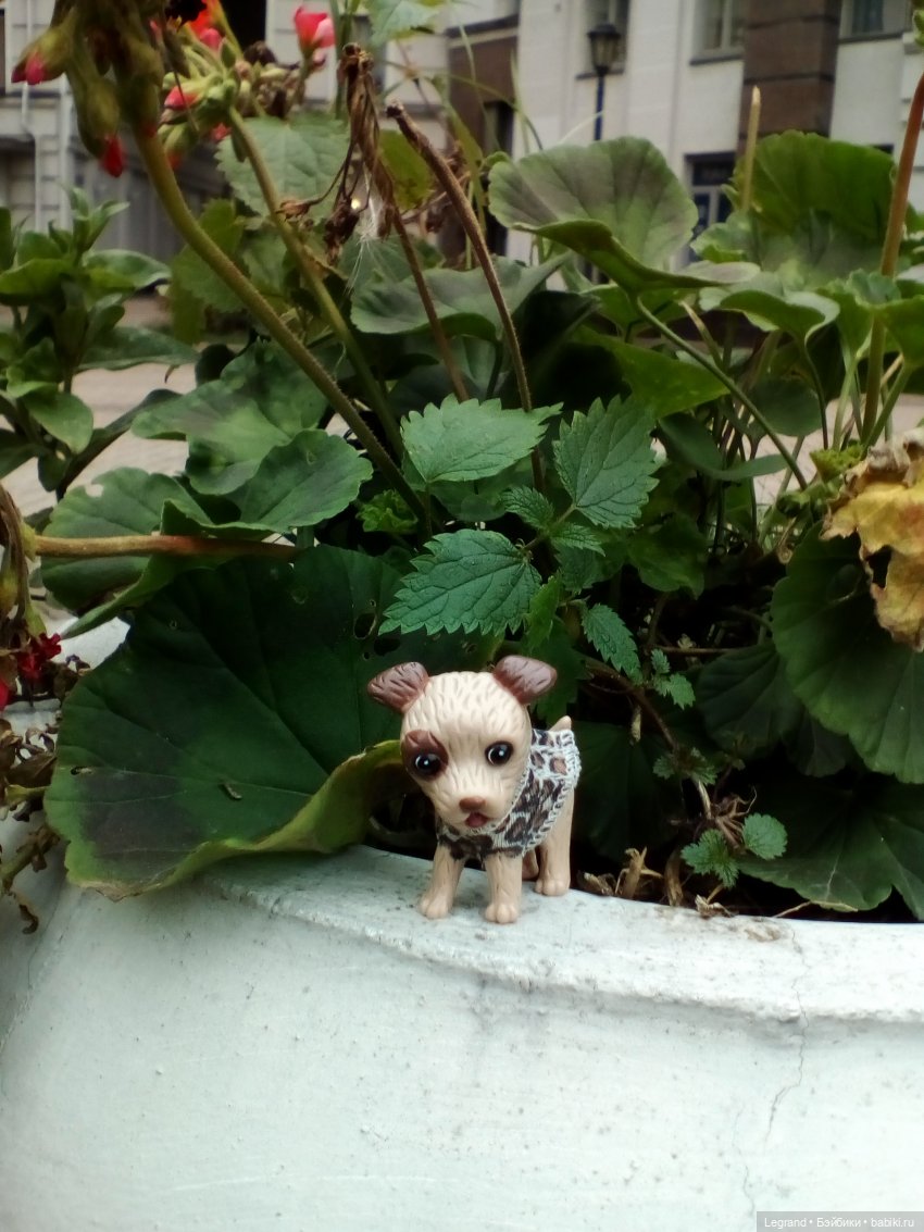 Осенний Петербург. Лукум и Милош в Парадном квартале