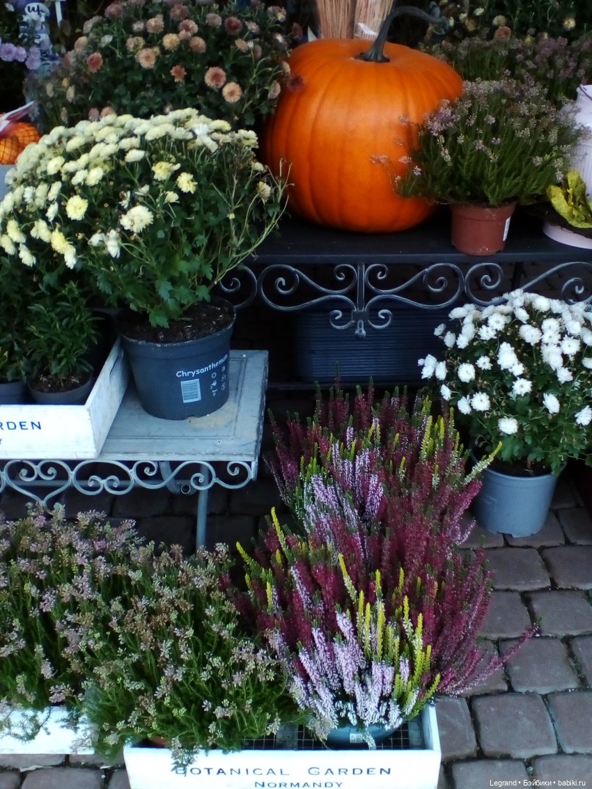 Осенний Петербург. Лукум и Милош в Парадном квартале