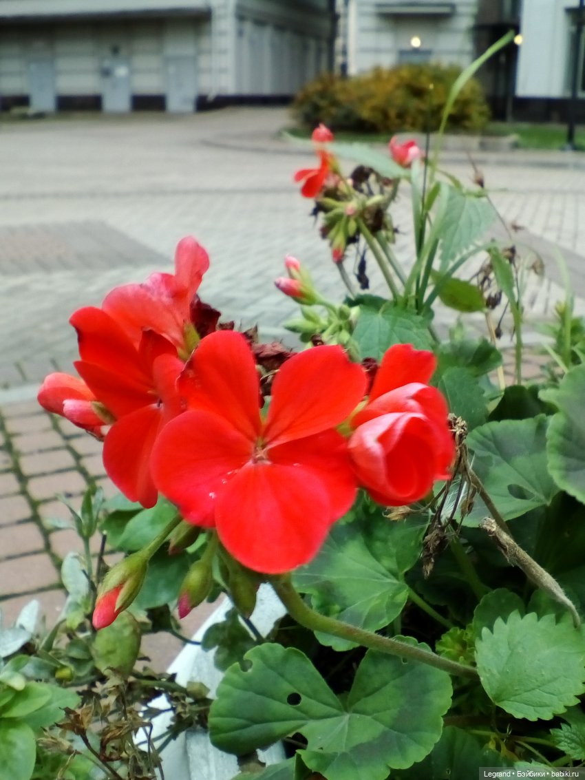 Осенний Петербург. Лукум и Милош в Парадном квартале