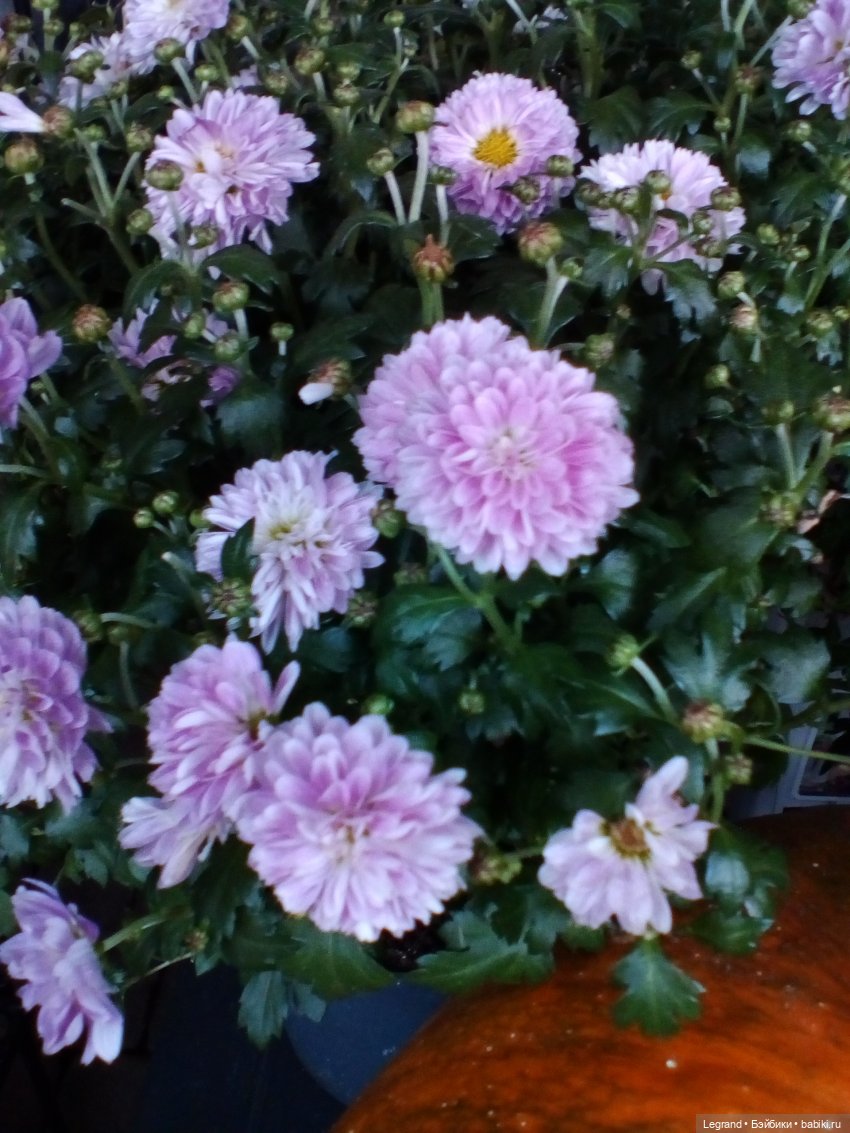 Осенний Петербург. Лукум и Милош в Парадном квартале